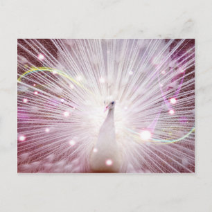 Postal Pink Peacock