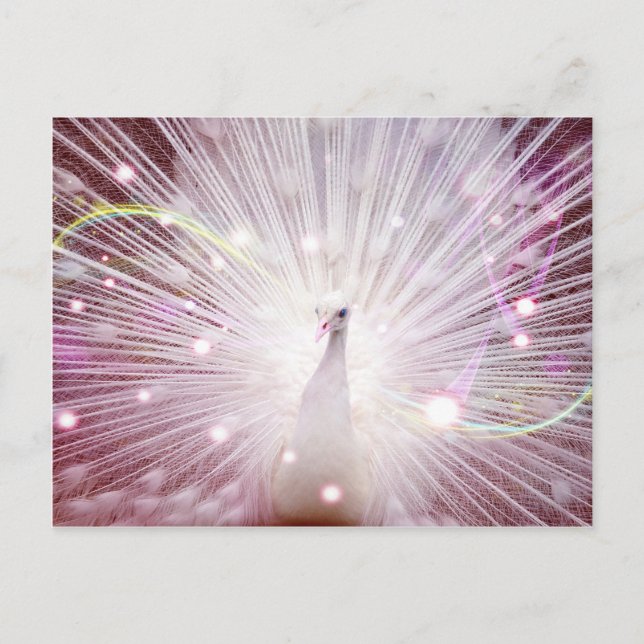 Postal Pink Peacock (Anverso)