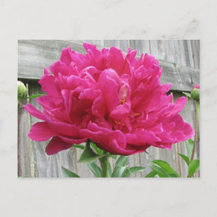 Postal Pink Peony