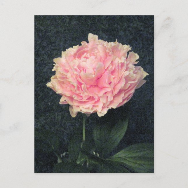 Postal Pink Peony (Anverso)