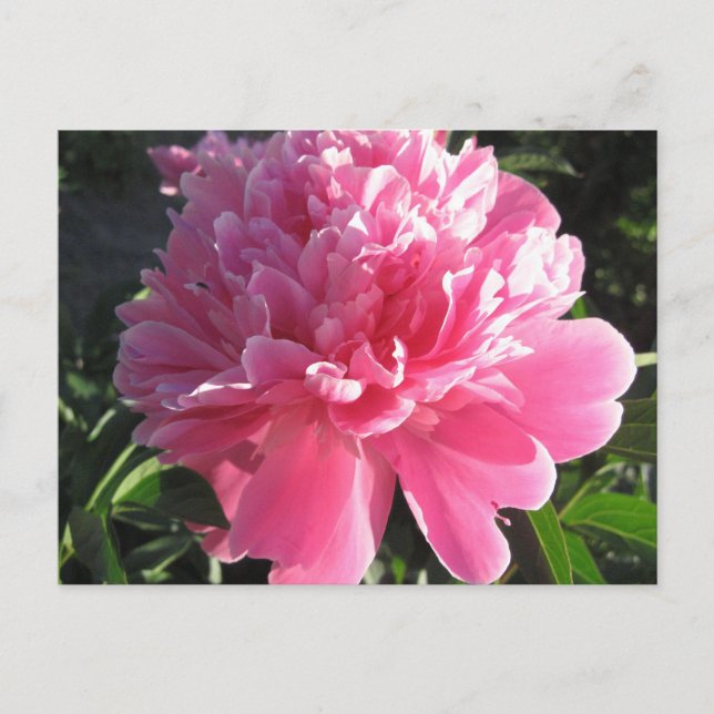Postal Pink Peony (Anverso)