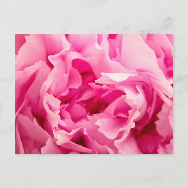 Postal Pink Peony (Anverso)