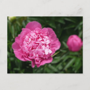 Postal Pink Peony