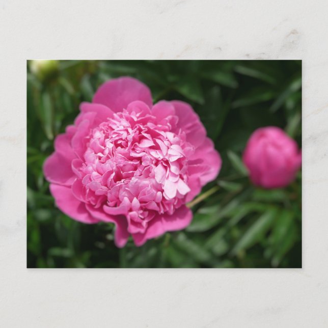 Postal Pink Peony (Anverso)
