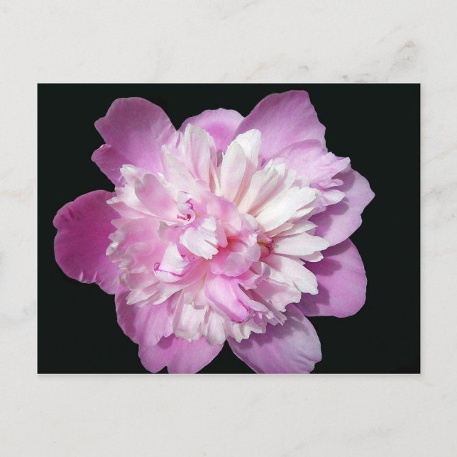 Postal Pink Peony (Anverso)