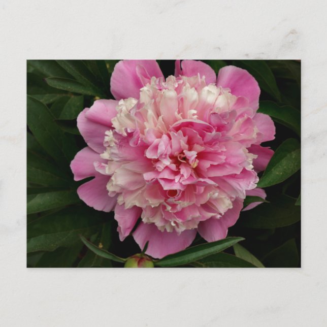 Postal Pink Peony (Anverso)