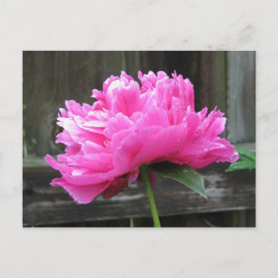 Postal Pink Peony Bloom