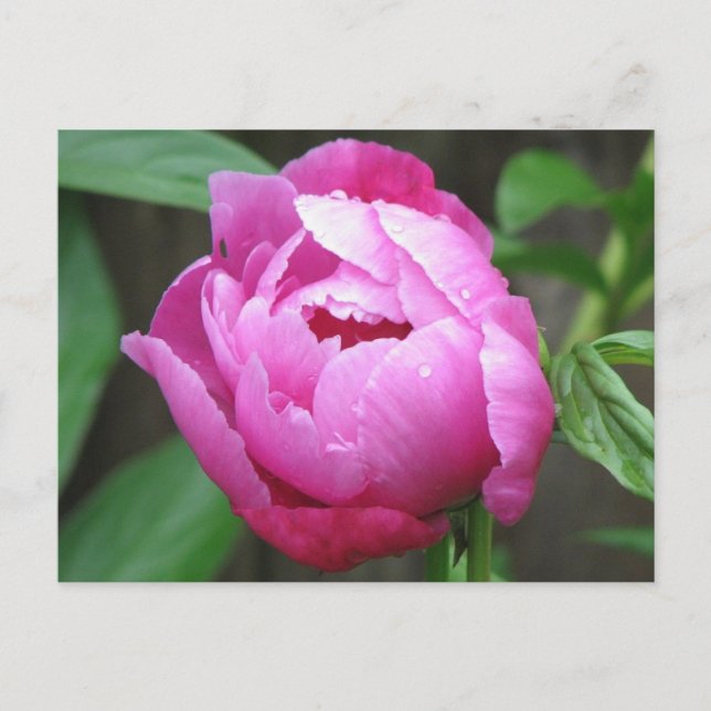 Postal Pink Peony Bloom (Anverso)
