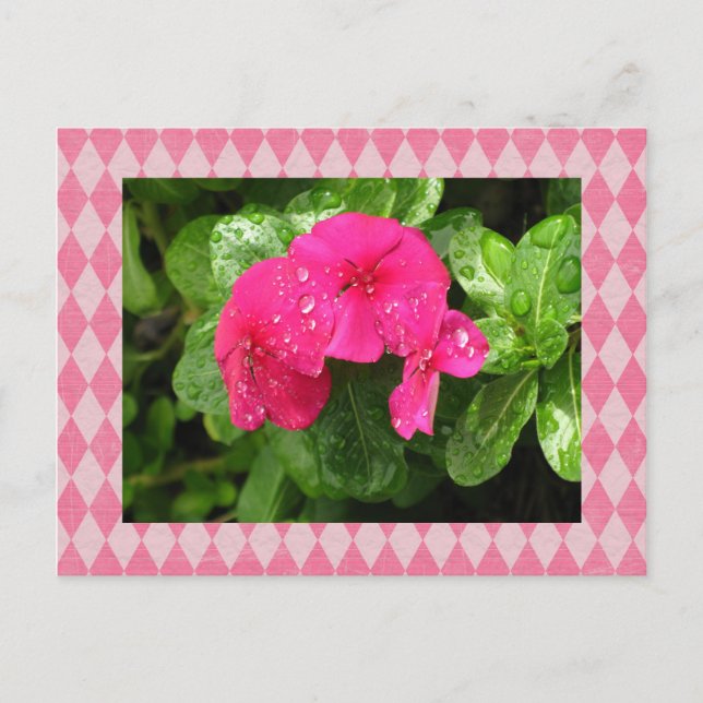 Postal Pink Periwinkle (Anverso)