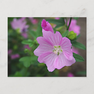 Postal Pink Petunia