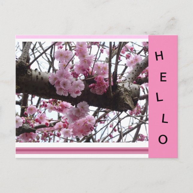 Postal Pink Prunus Blossoms HELLO Postcard (Anverso)