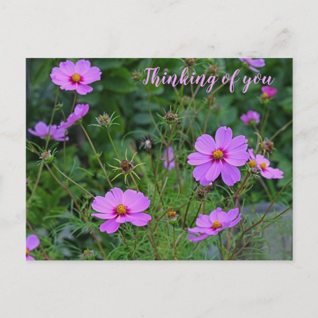 Postal Pink Purple Cosmos Flower Pensando en ti (Anverso)