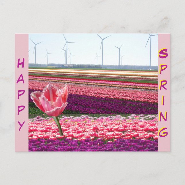 Postal Pink Purple Tulips Field Happy Spring Postcard (Anverso)