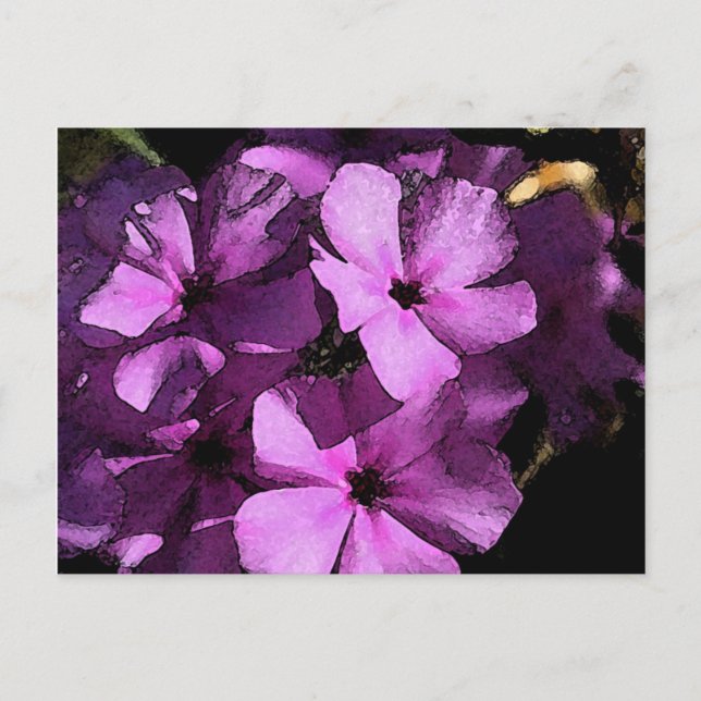 Postal Pink/Purple Wild Phlox (Anverso)