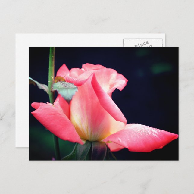 Postal Pink Rosebud Delight Flower Photography  (Anverso / Reverso)