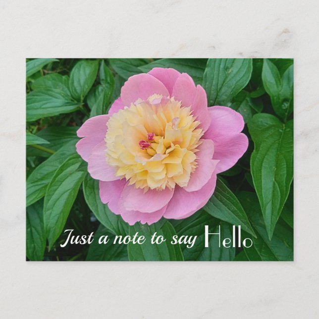 Postal Pink Sorbet Peony Hi Hello Expression (Anverso)