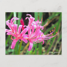 Postal Pink Spider Lily [Postcard]