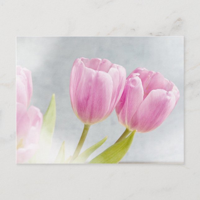 Postal Pink Tulip Flower Petals (Anverso)