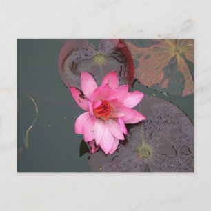 Postal Pink Waterlily