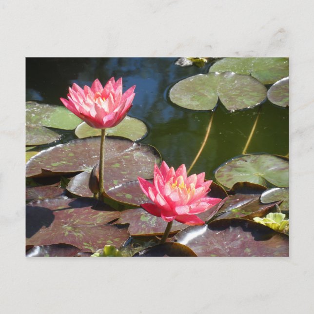 Postal Pink Waterlily (Anverso)