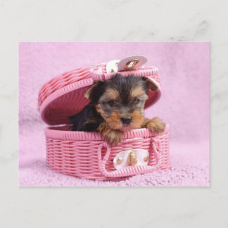 Postal Pink Yorkie