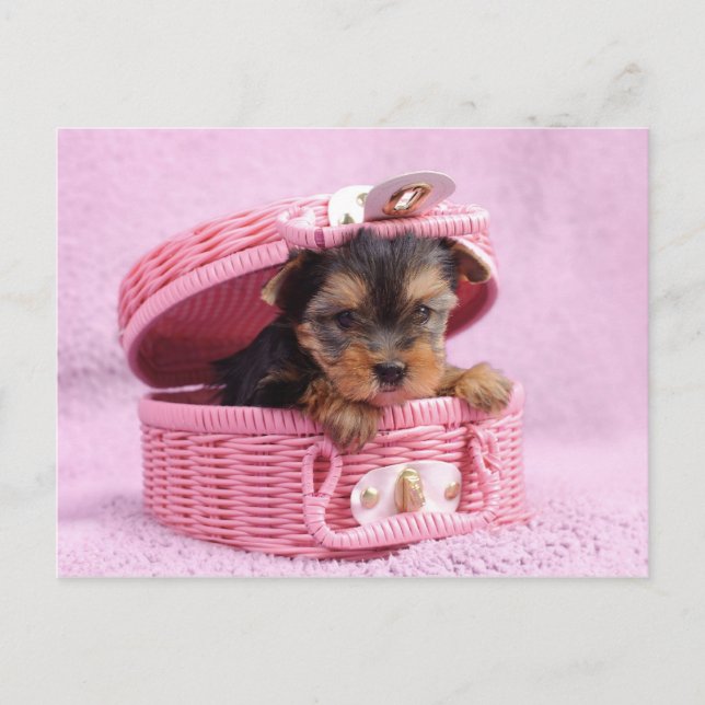 Postal Pink Yorkie (Anverso)