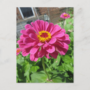Postal Pink Zinnia