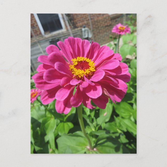 Postal Pink Zinnia (Anverso)