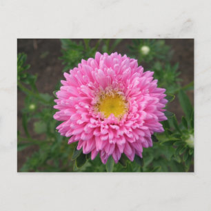 Postal Pink Zinnia