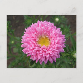 Postal Pink Zinnia