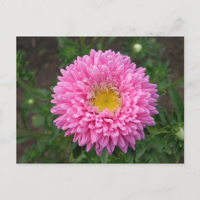 Postal Pink Zinnia (Anverso)