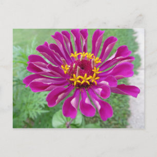 Postal Pink Zinnia