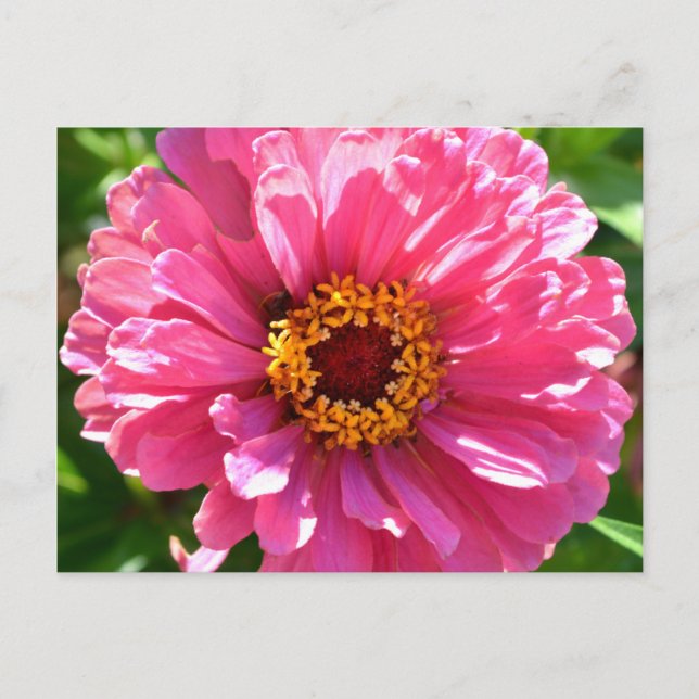 Postal Pink Zinnia (Anverso)
