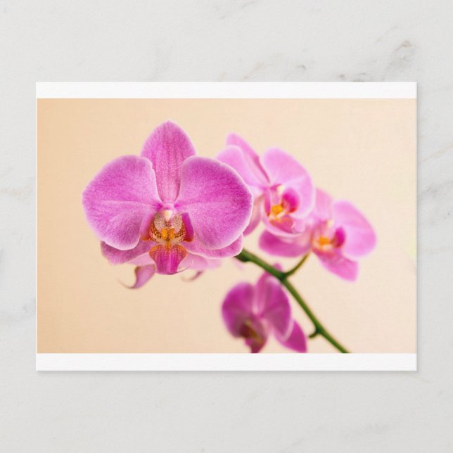 Postal Pinke Orchidee (Anverso)