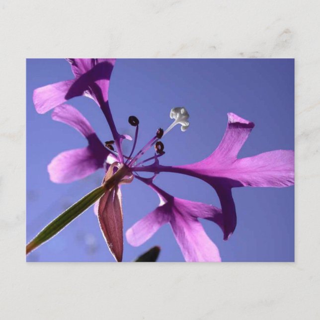 POSTAL PINKFAIRIES (Anverso)