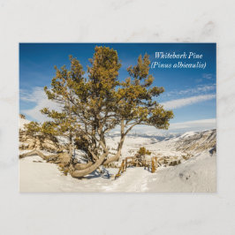 Postal Pino blanco (Pinus albicaulis) - Yellowstone