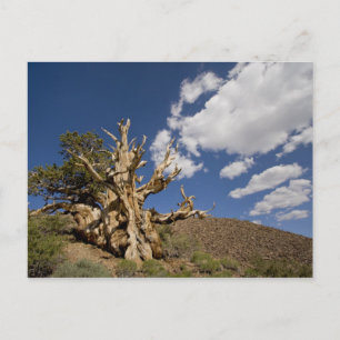 Postal Pino Bristlecone en el Bosque Antiguo Bristlecone,