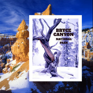 Postal Pino Bristlecone en la nieve de invierno Bryce Can