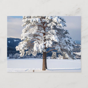 Postal Pino cubierto de nieve