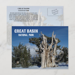 Postal Pino de Bristlecone, Invierno, Gran Cuenca NP