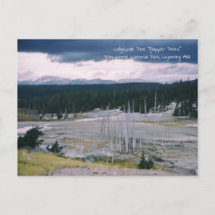 Postal Pino de lodgepole Parque Nacional Yellowstone 1968