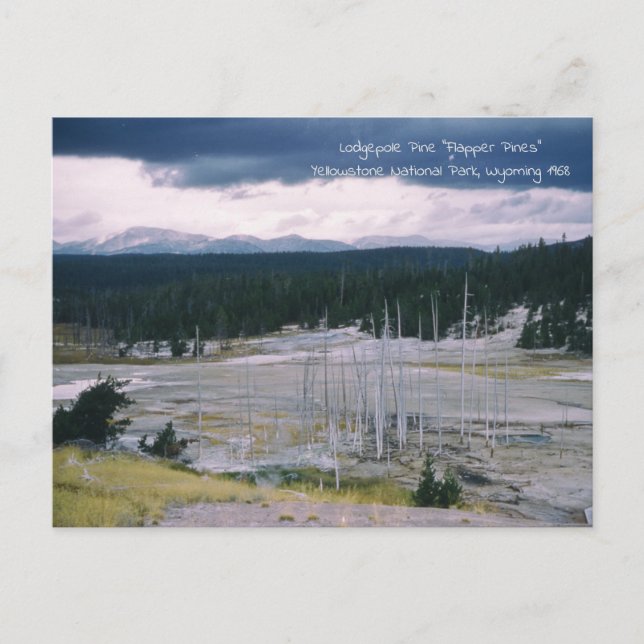 Postal Pino de lodgepole Parque Nacional Yellowstone 1968 (Anverso)