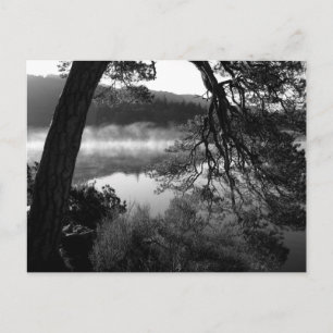 Postal Pino inclinado en Derwentwater