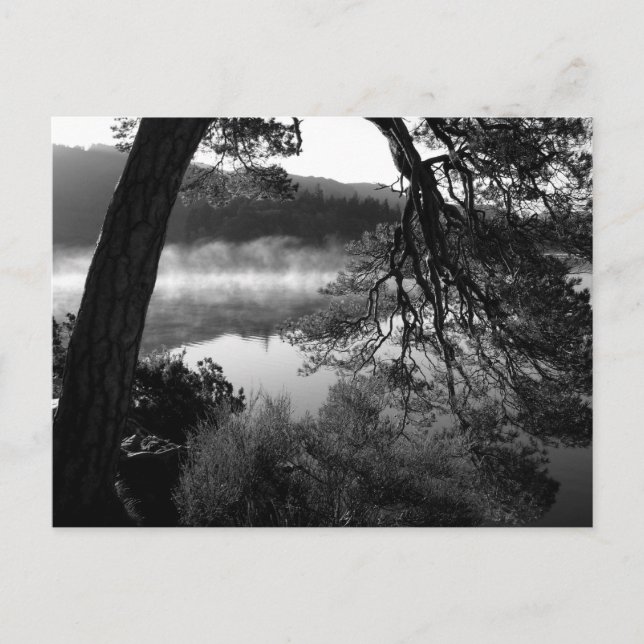 Postal Pino inclinado en Derwentwater (Anverso)
