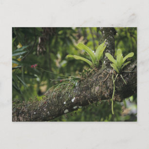 Postal Pino rosa, Bletia purpurea, floreciendo en Mango