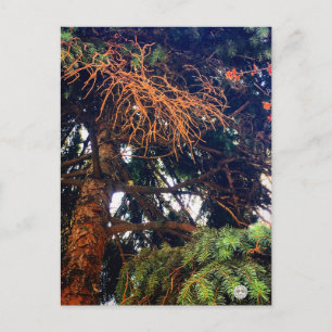 Postal pino vegetal de jardín botánico natural