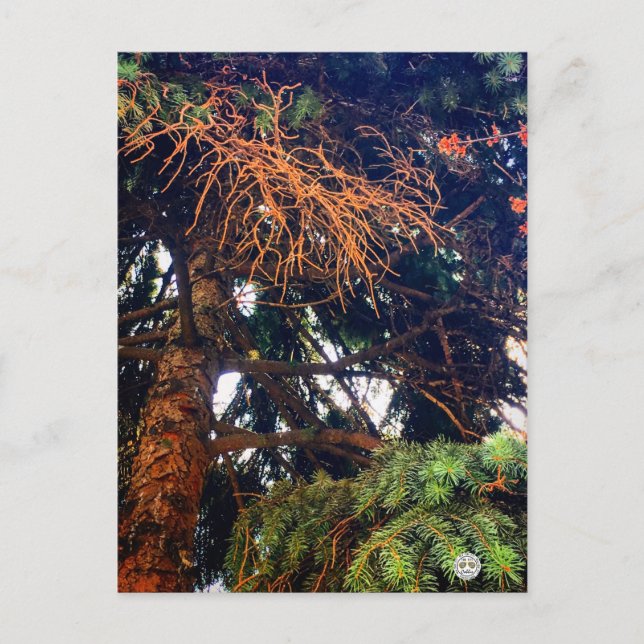 Postal pino vegetal de jardín botánico natural (Anverso)