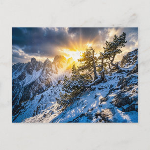 Postal Pino viejo de montaña en luz invernal dramática