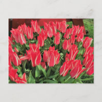 Pinocchio Tulips