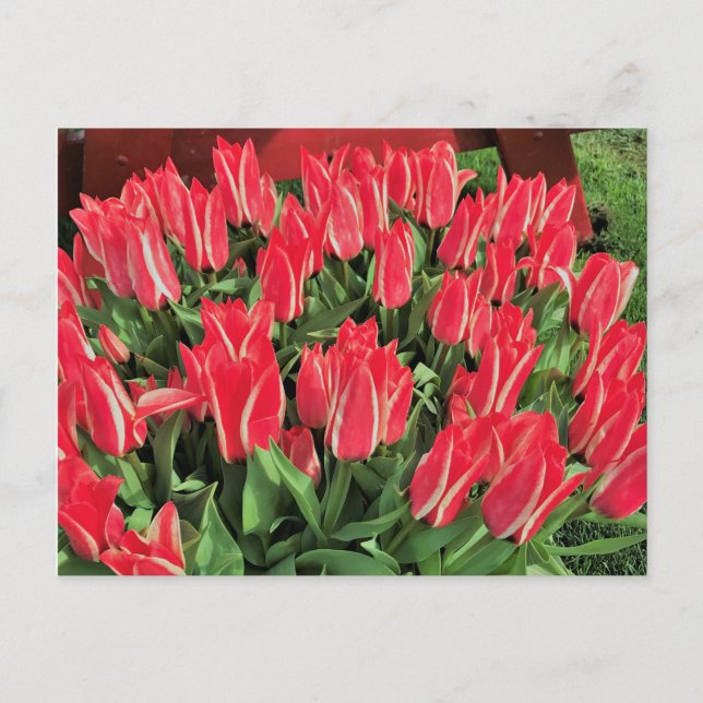 Postal Pinocchio Tulips (Anverso)